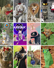 Load image into Gallery viewer, Animal Costume Contest
