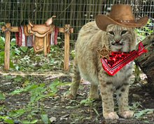 Load image into Gallery viewer, Animal Costume Contest
