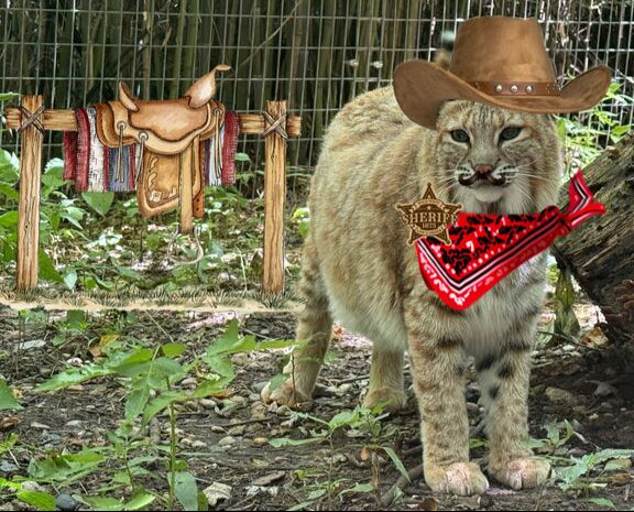 Animal Costume Contest