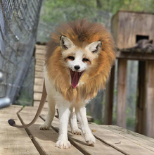 Load image into Gallery viewer, Animal Costume Contest
