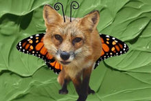 Load image into Gallery viewer, Animal Costume Contest
