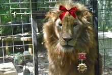 Load image into Gallery viewer, Animal Costume Contest
