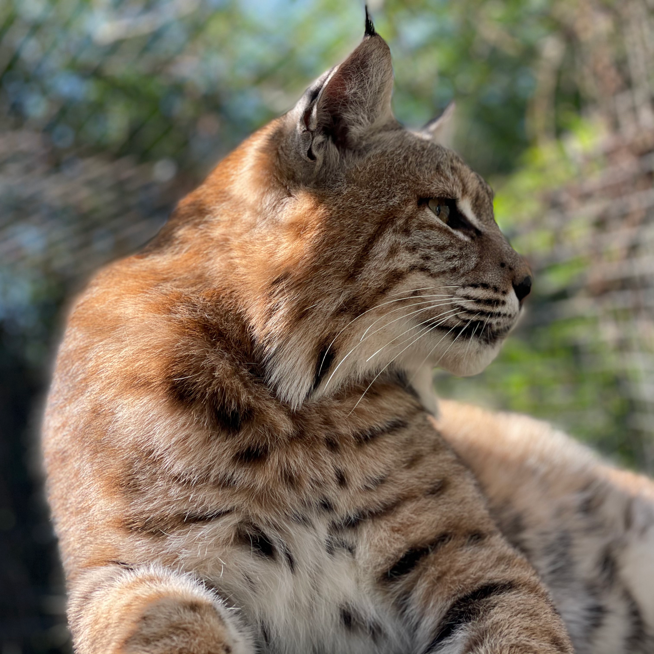 Membership - Bobcat