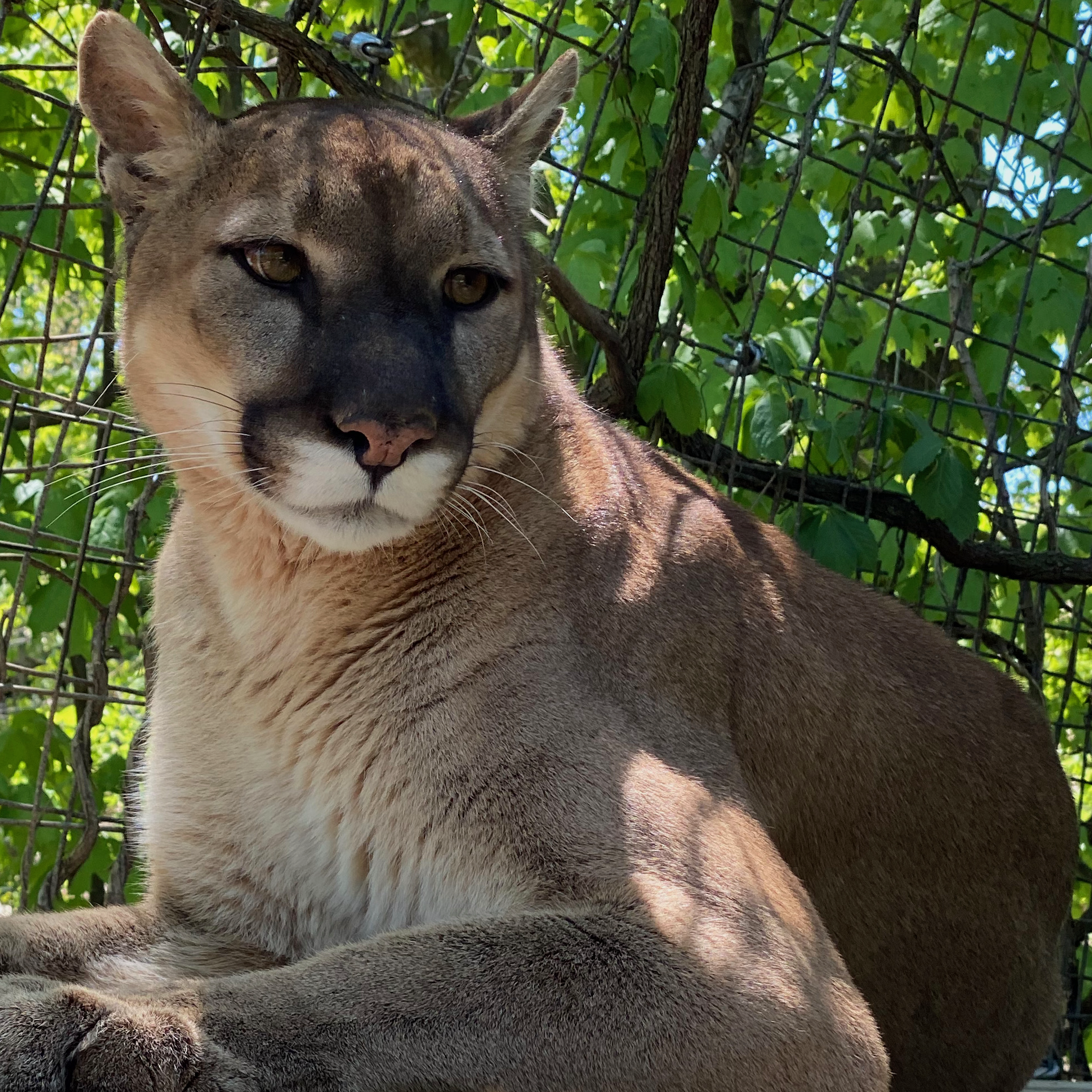 Membership - Cougar