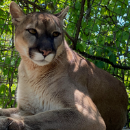 Membership - Cougar