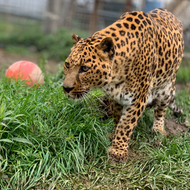Membership - Leopard