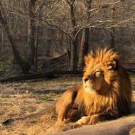 Membership - Lion