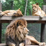 Membership - Pride