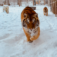 Membership - Tiger