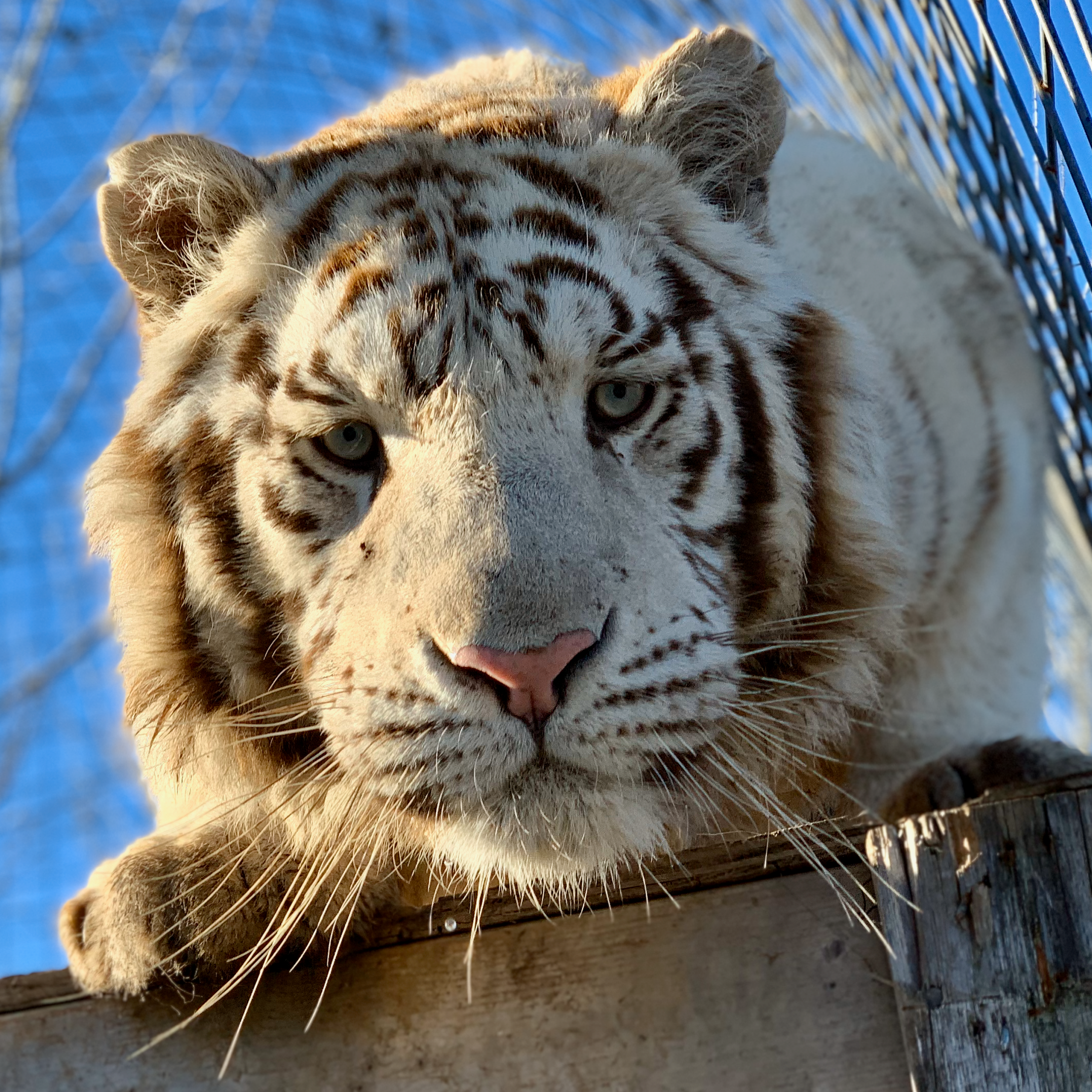 Membership - White Tiger